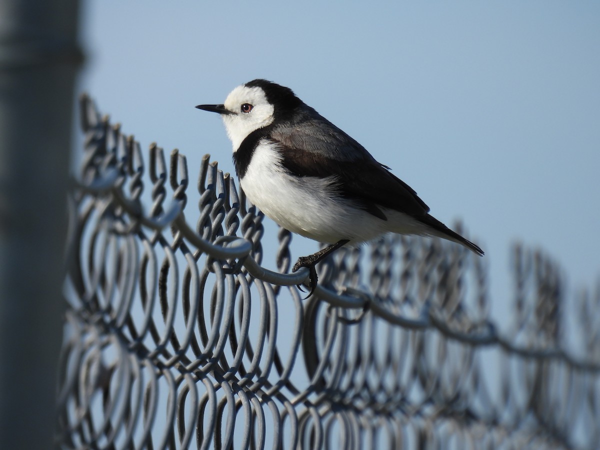 White-fronted Chat - ML623832521