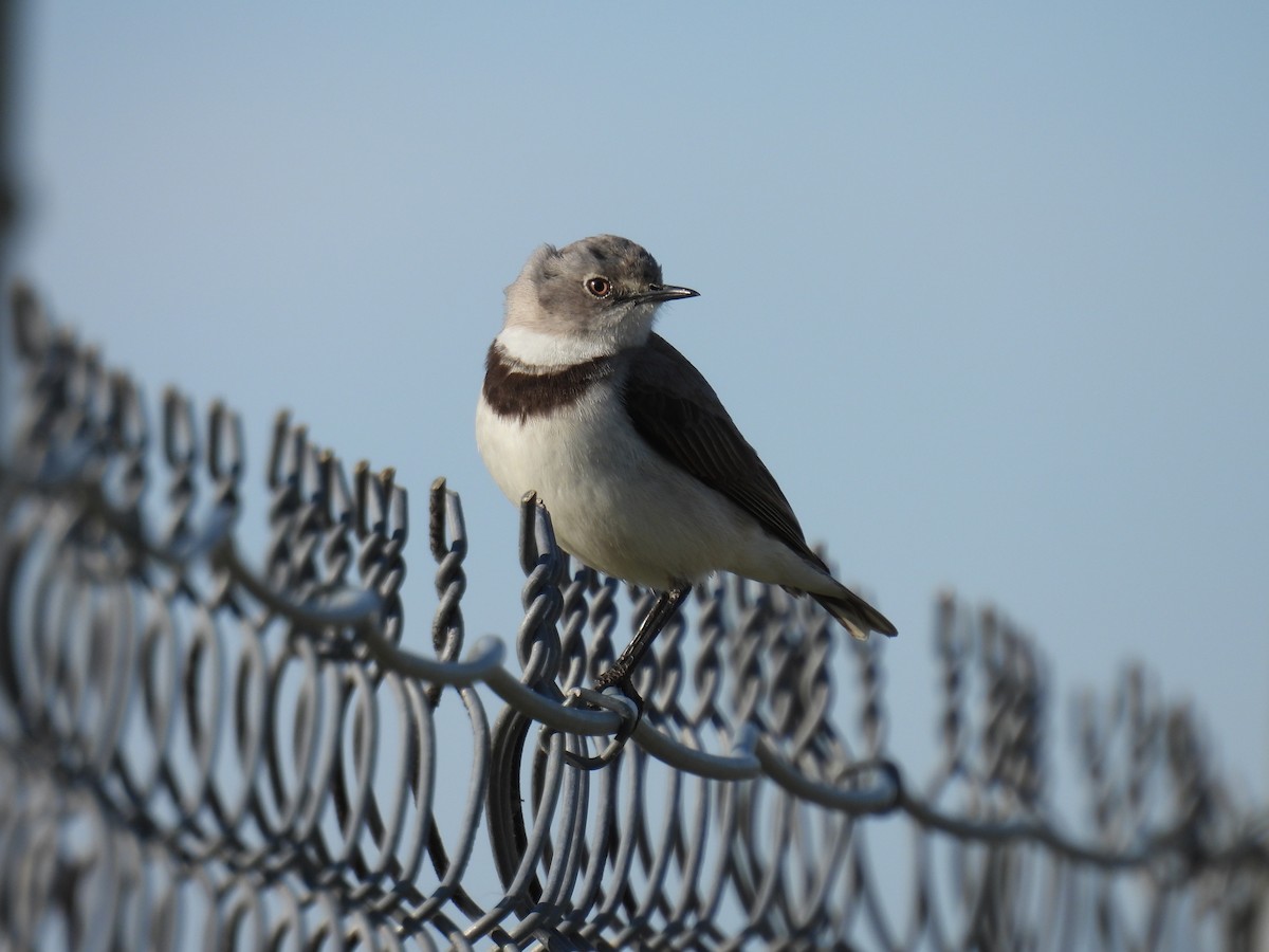 White-fronted Chat - ML623832522