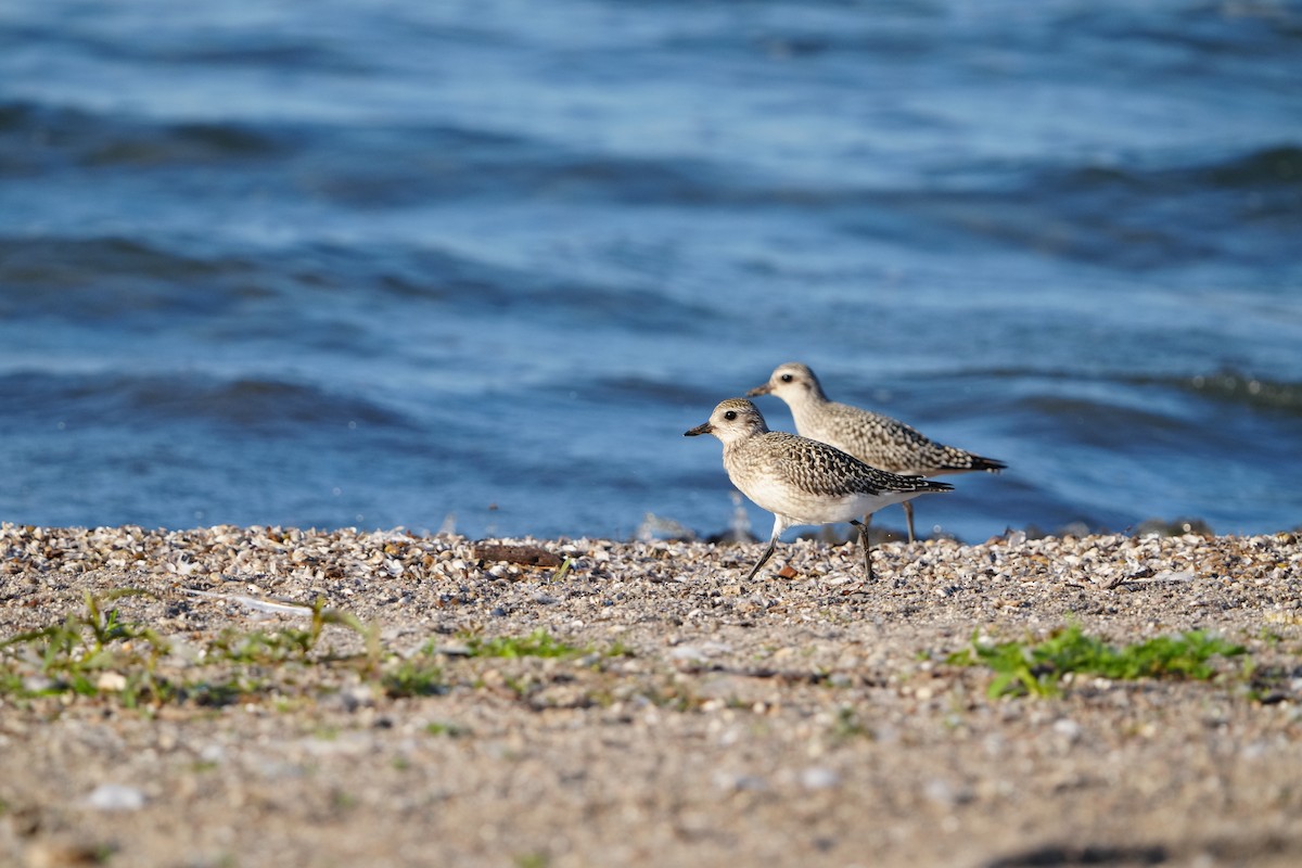 Black-bellied Plover - ML623832524