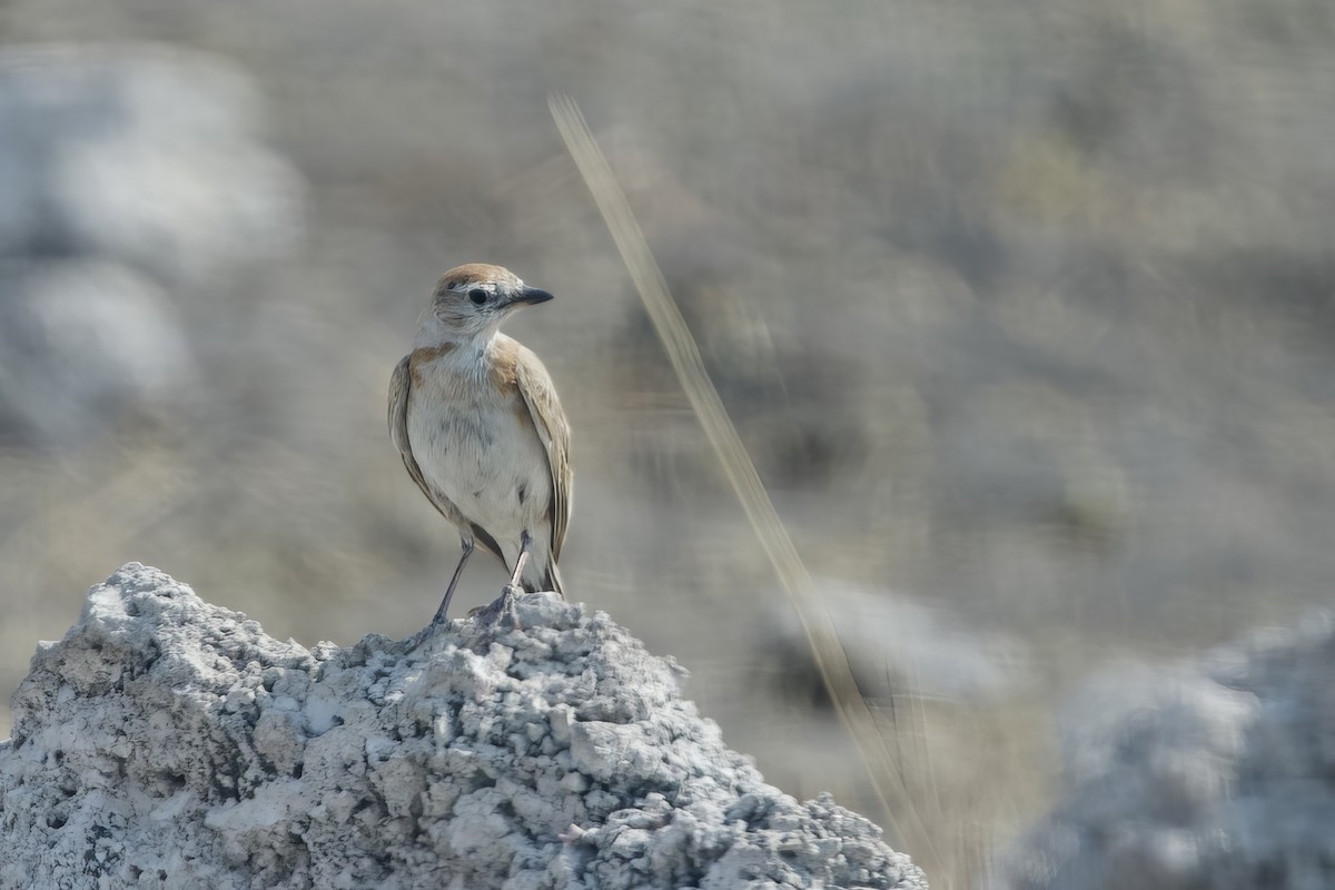 Red-capped Lark - ML623832555