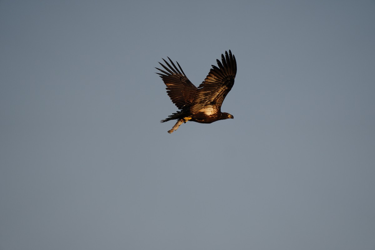 Bald Eagle - ML623832562