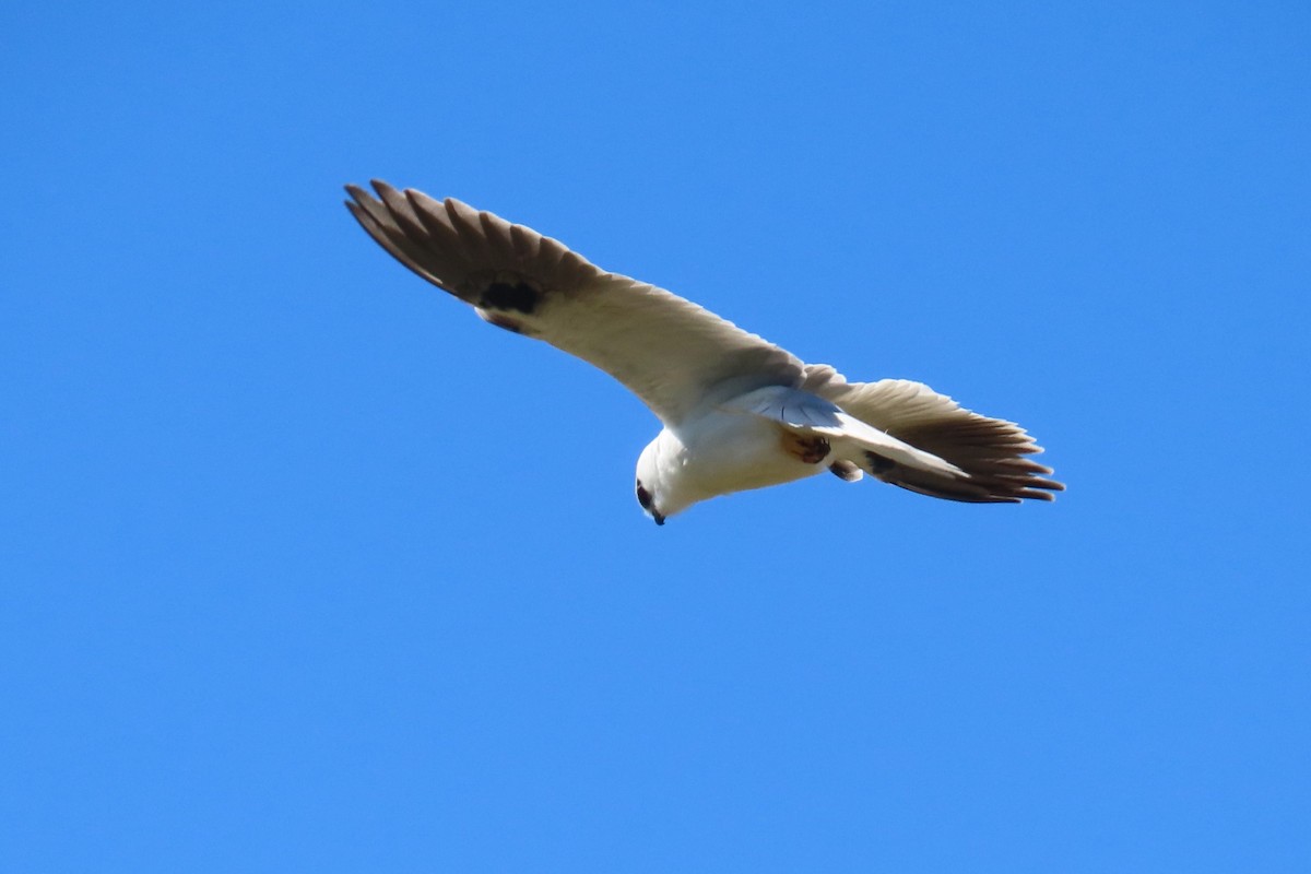 Black-shouldered Kite - ML623832574