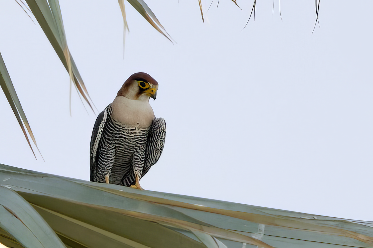 Red-necked Falcon - ML623832593