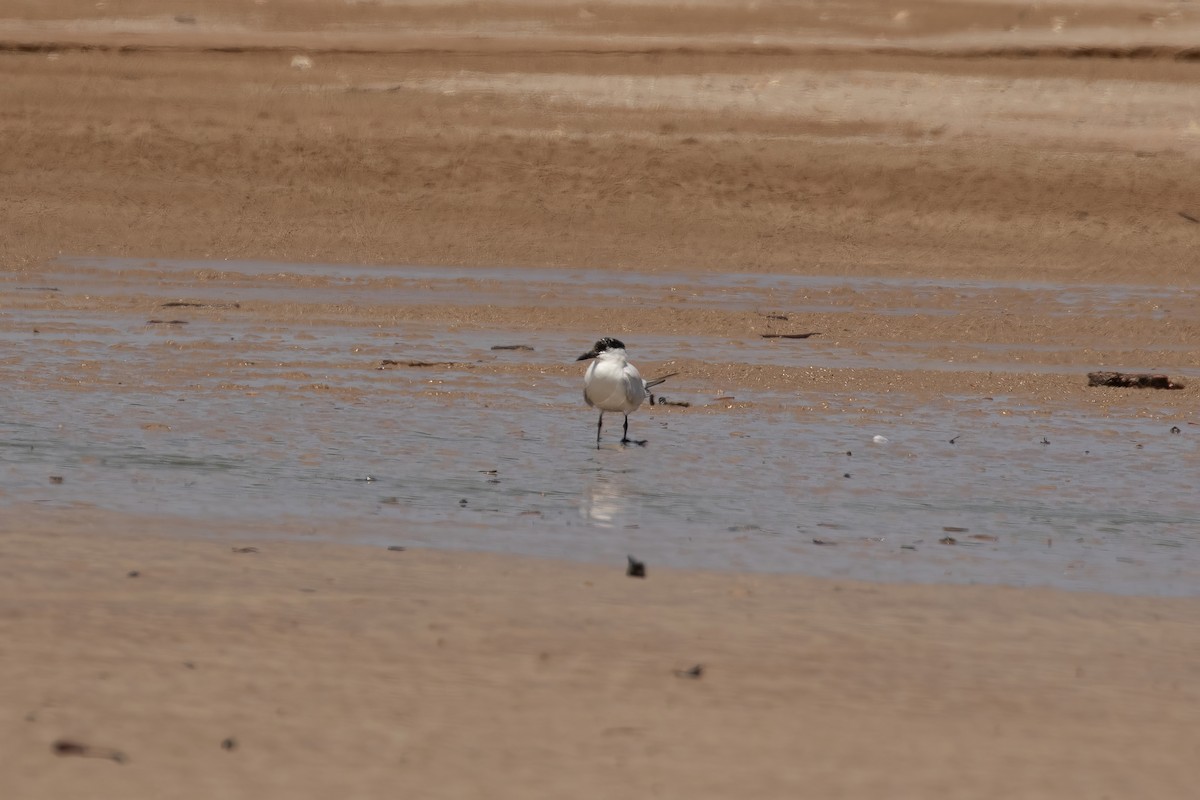 Australian Tern - ML623832610