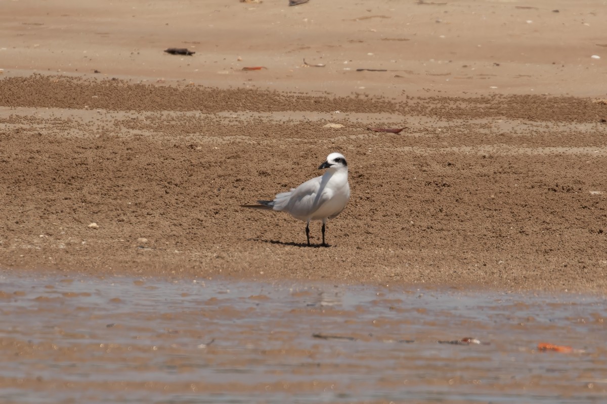 Australian Tern - ML623832612