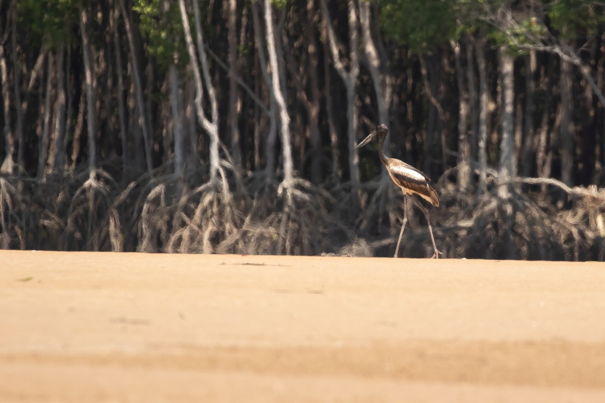 Black-necked Stork - ML623832622