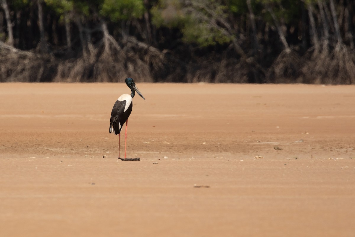 Black-necked Stork - ML623832623