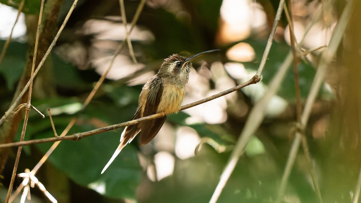 Dusky-throated Hermit - ML623832626