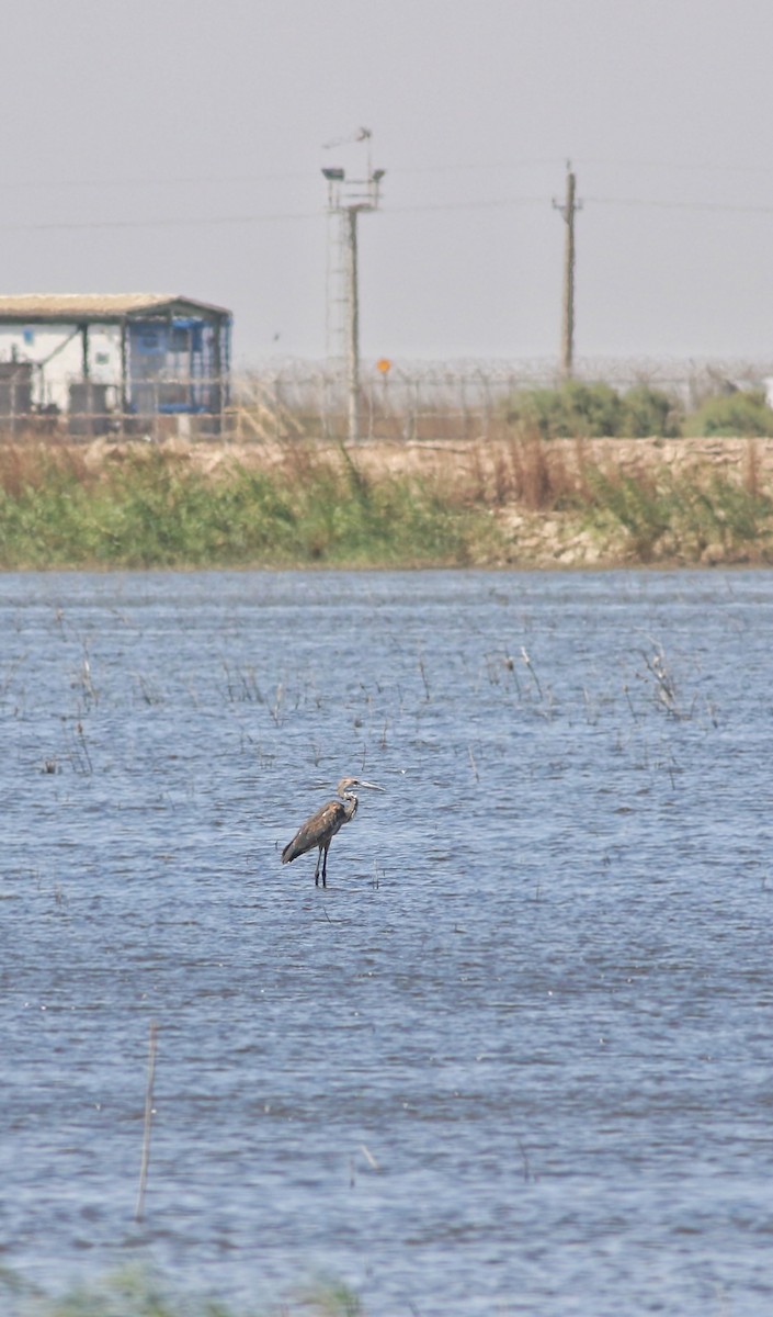 Goliath Heron - ML623832641