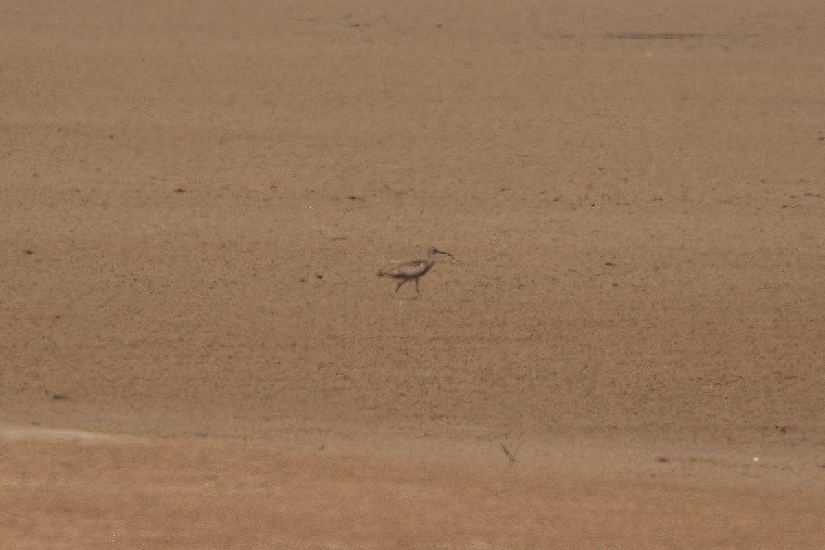 Courlis corlieu (variegatus/rogachevae) - ML623832645