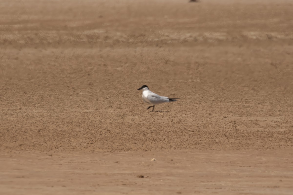 Australian Tern - ML623832647