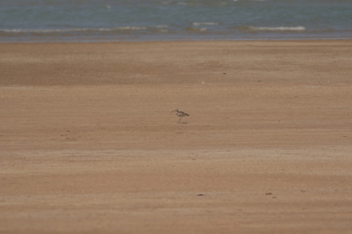 Courlis corlieu (variegatus/rogachevae) - ML623832648