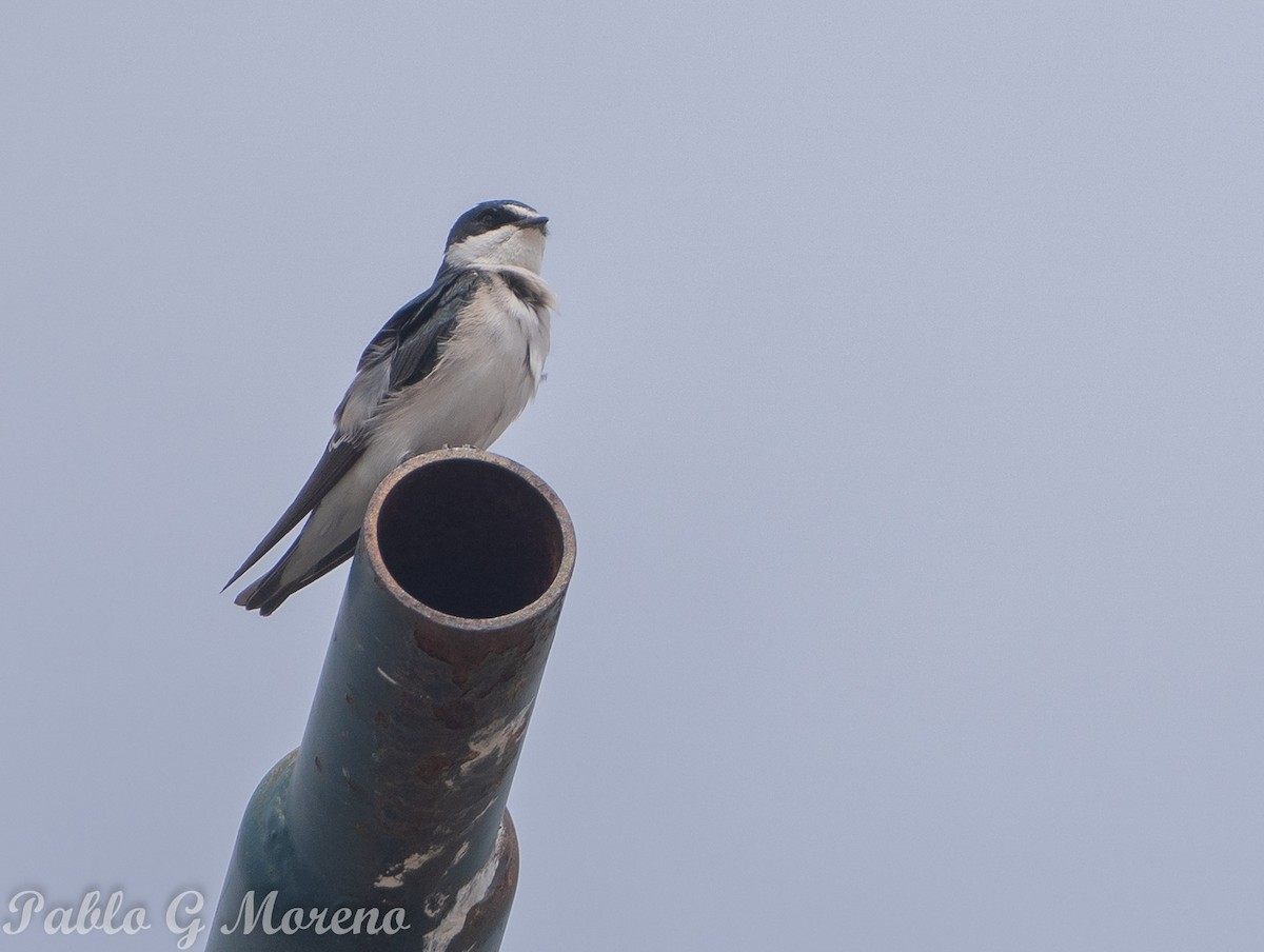 White-rumped Swallow - ML623832701