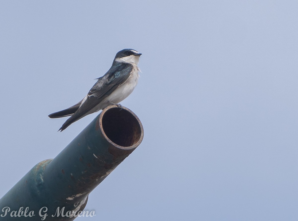 White-rumped Swallow - ML623832702