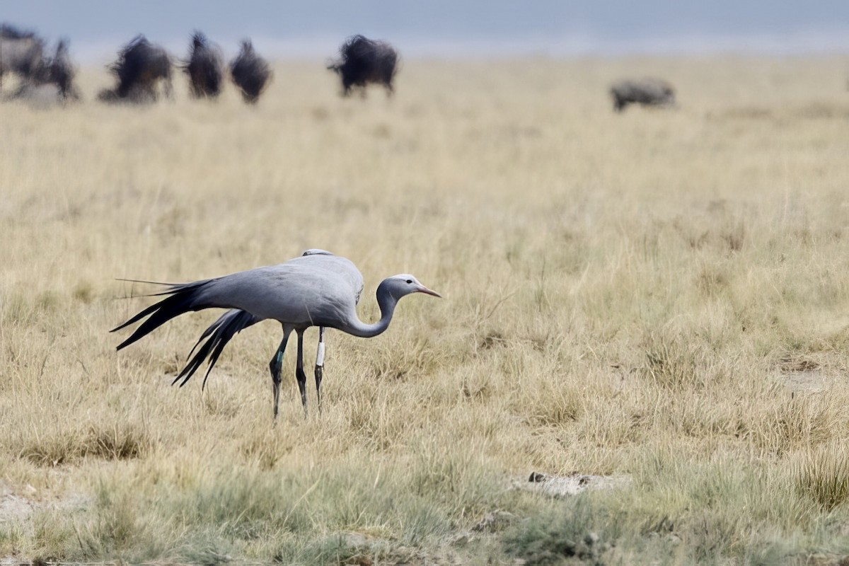 Blue Crane - ML623832703