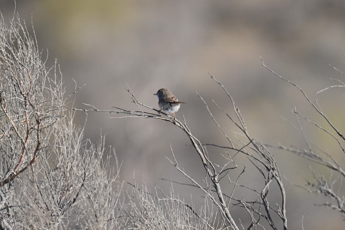 Asian Desert Warbler - ML623832705