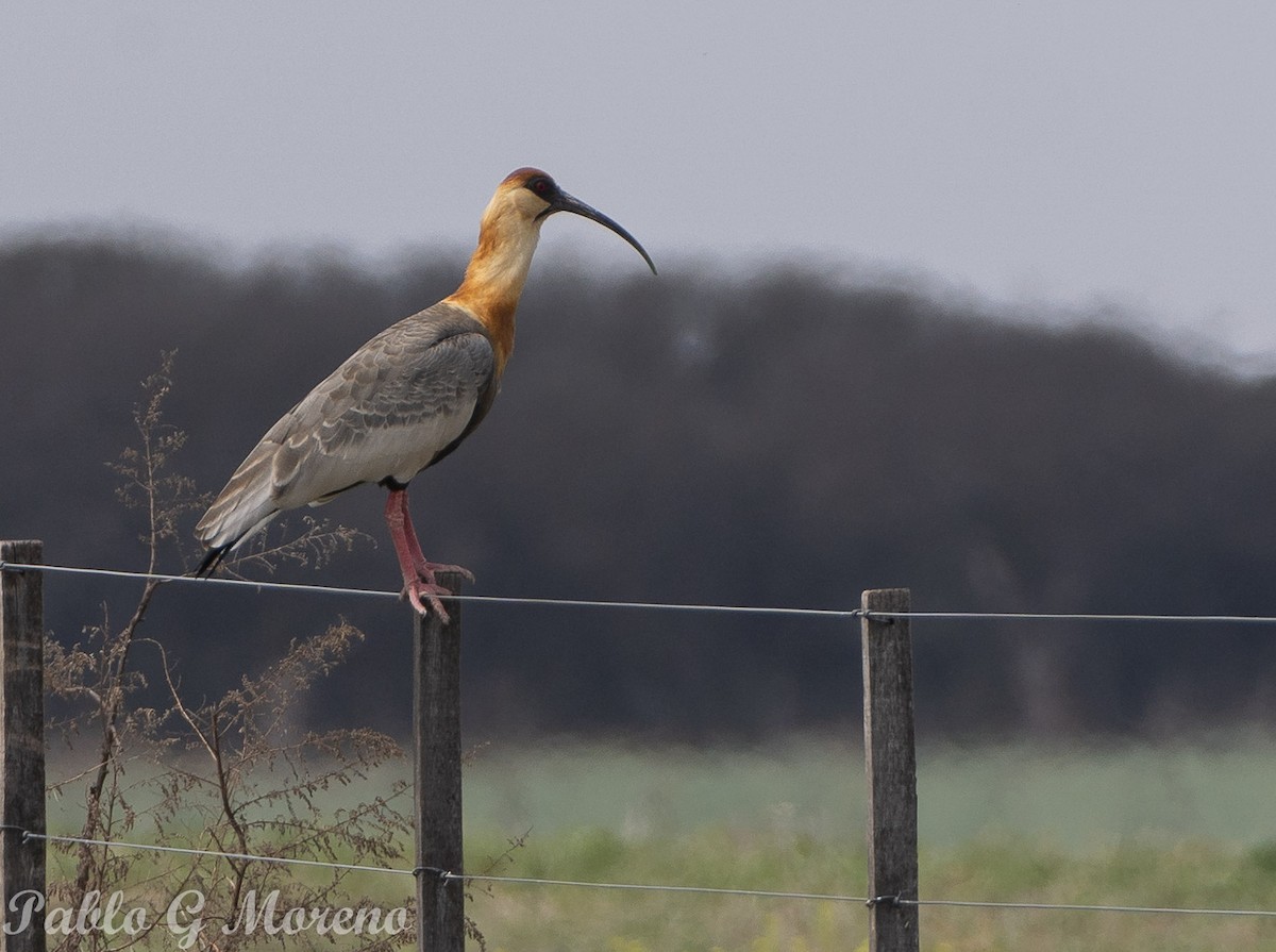 Buff-necked Ibis - Pablo Moreno