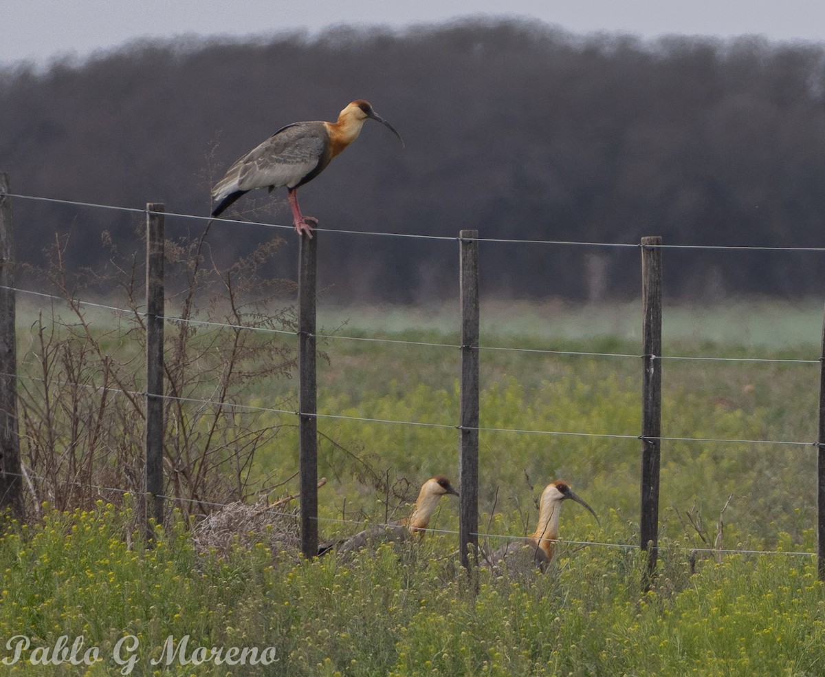 Buff-necked Ibis - ML623832708