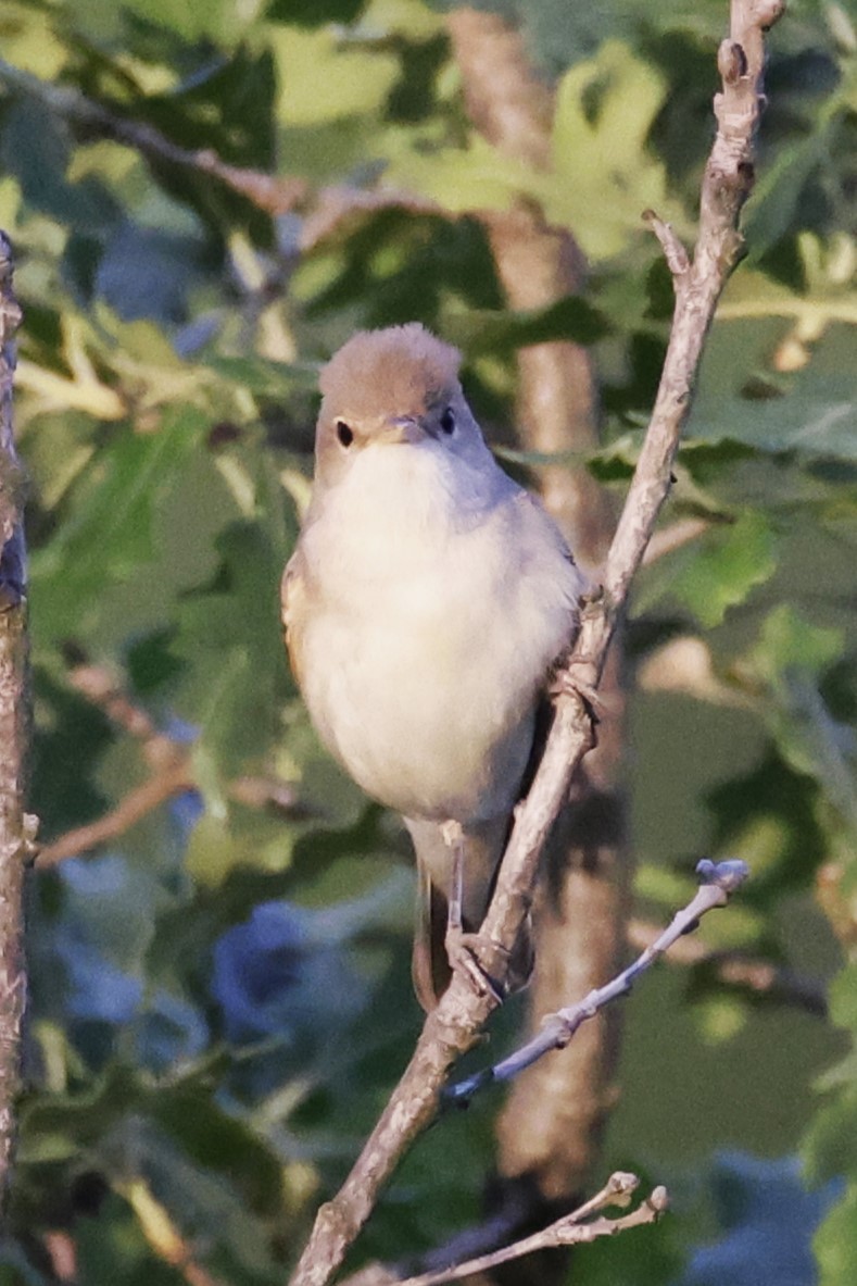 Eastern Olivaceous Warbler - Rik Vetter