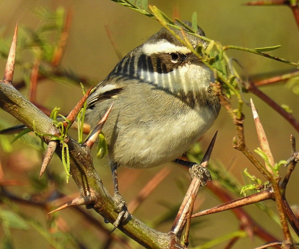 Ringed Warbling Finch - ML623832741