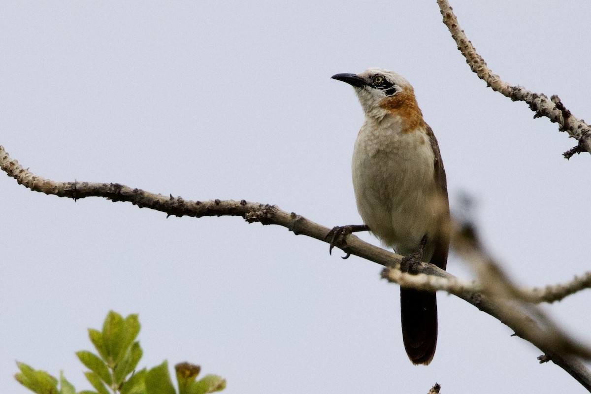 Bare-cheeked Babbler - Steve Bielamowicz