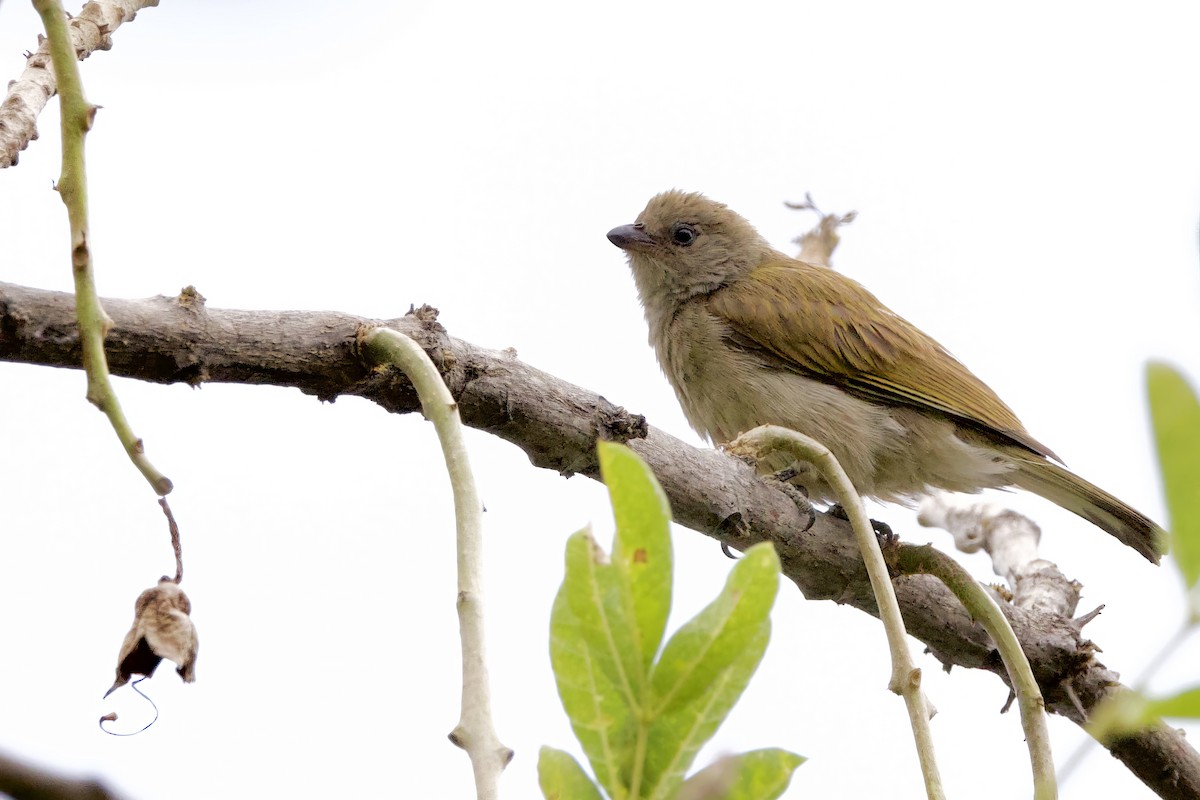 Lesser Honeyguide - ML623832763