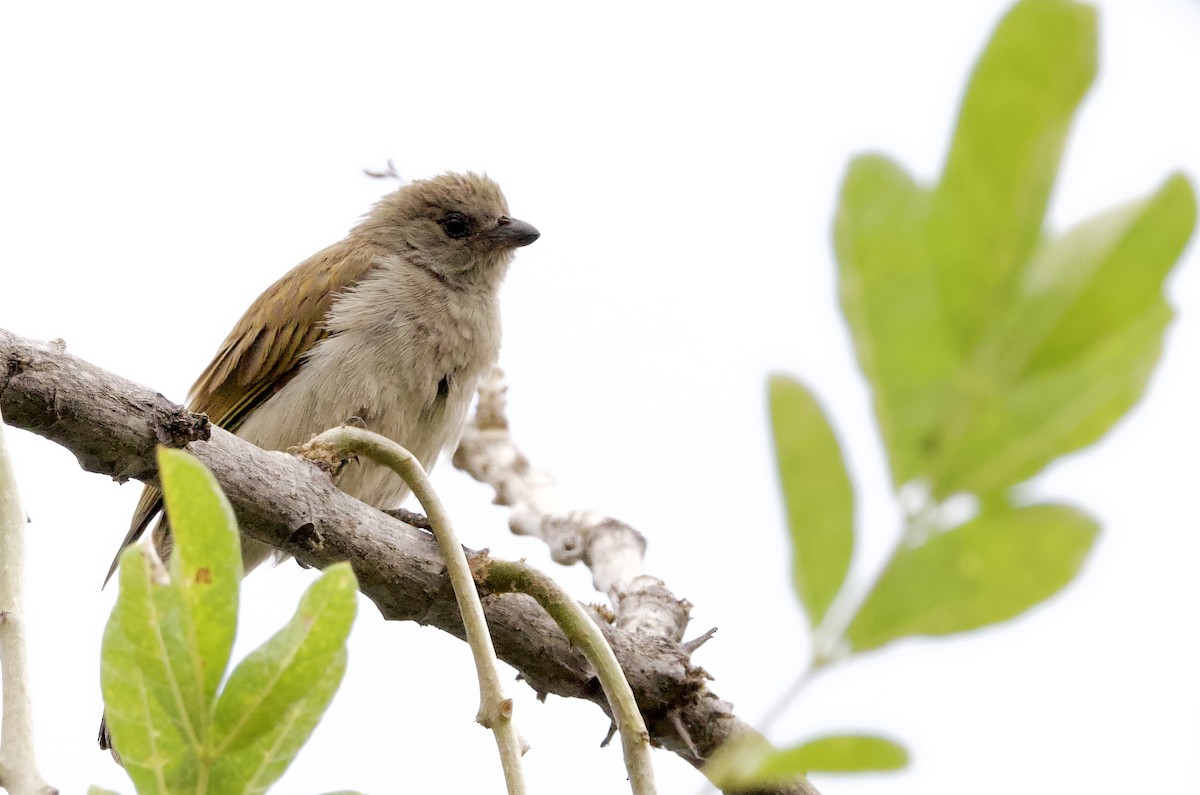 Lesser Honeyguide - ML623832764