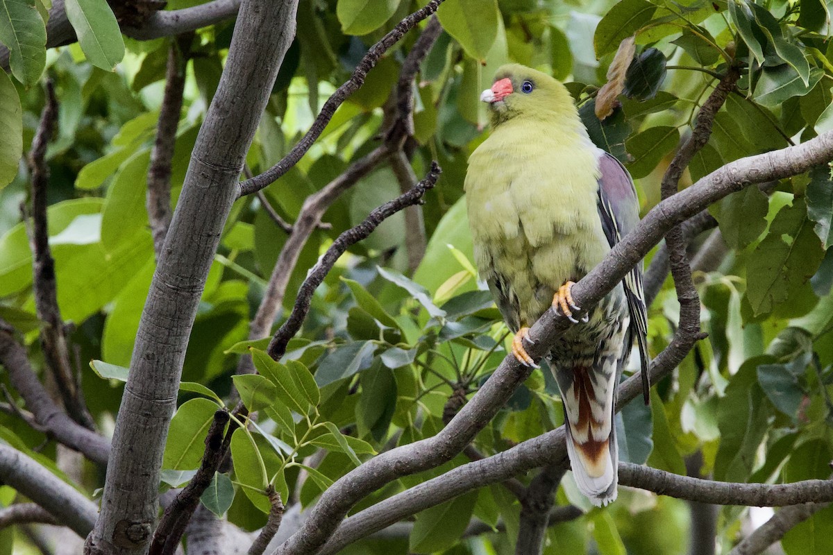 African Green-Pigeon - ML623832786