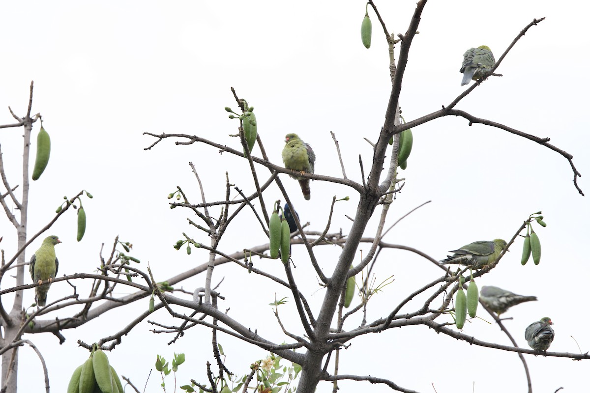 African Green-Pigeon - ML623832787