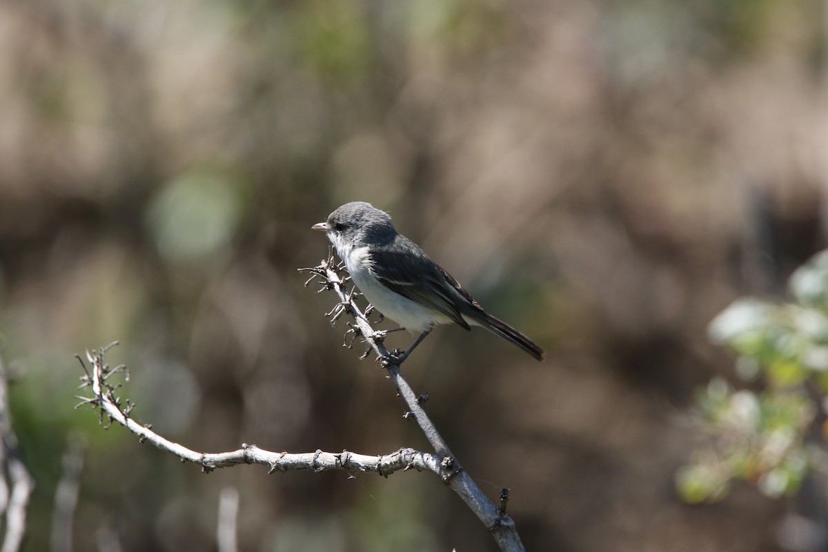 Bell's Vireo (Least) - ML623832833