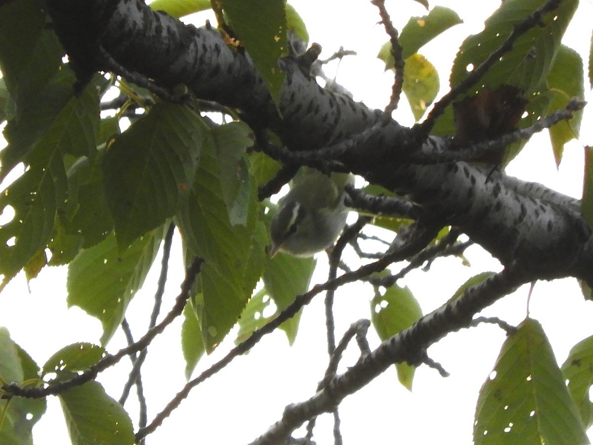 Eastern Crowned Warbler - ML623832835