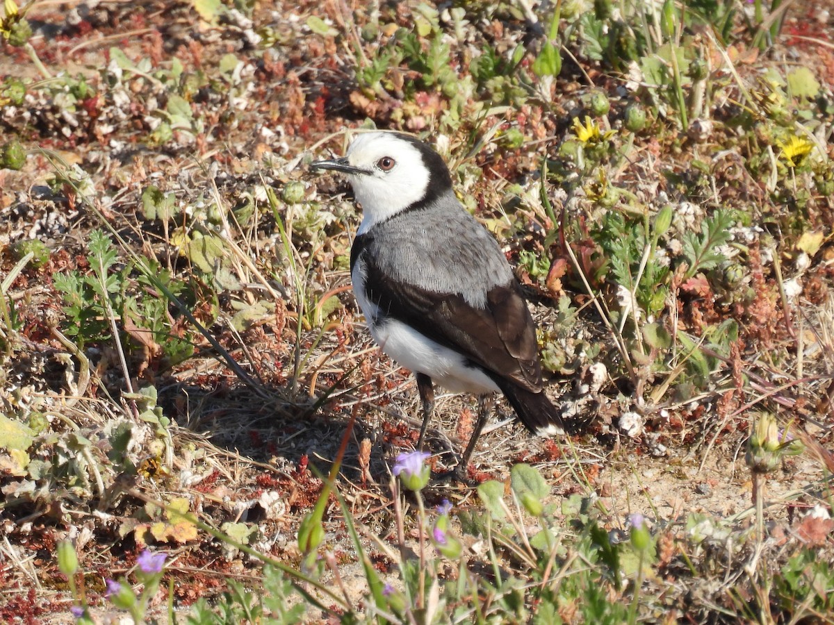 White-fronted Chat - ML623832868