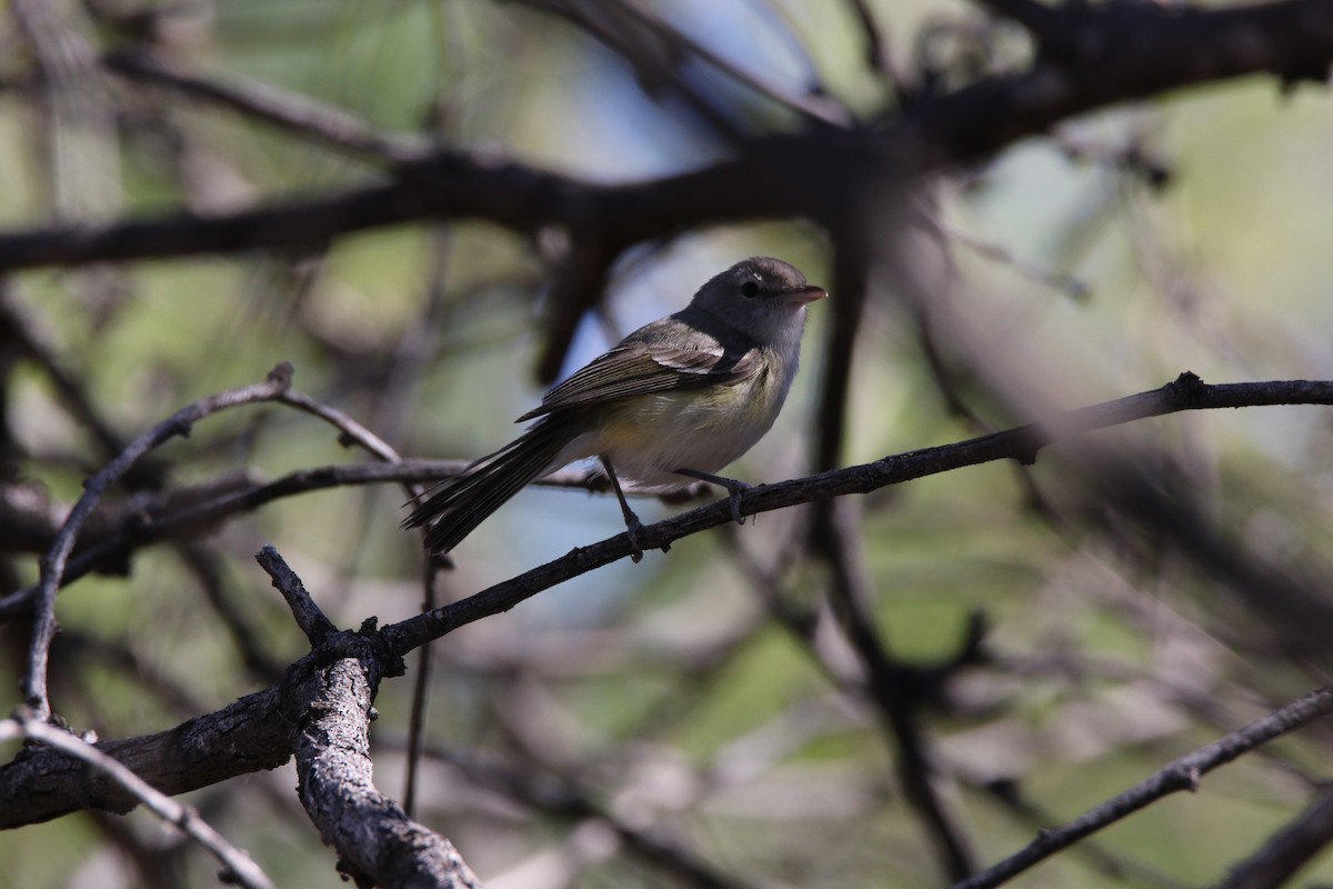 Bell's Vireo (Arizona) - ML623832870