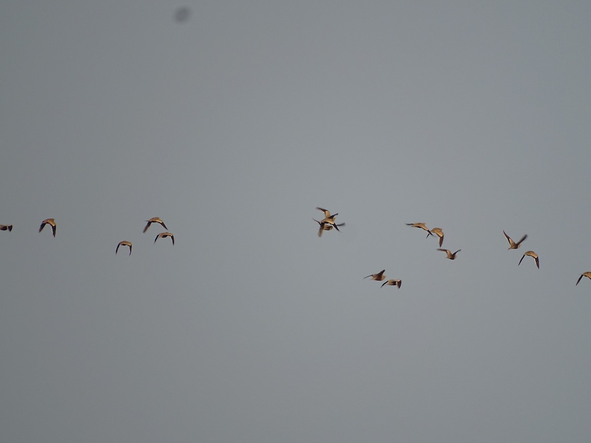 Chestnut-bellied Sandgrouse - ML623832915