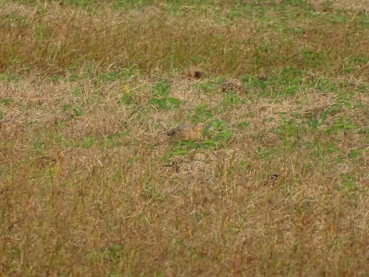 Chestnut-bellied Sandgrouse - ML623832928