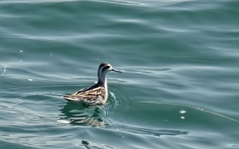 Red-necked Phalarope - ML623832938