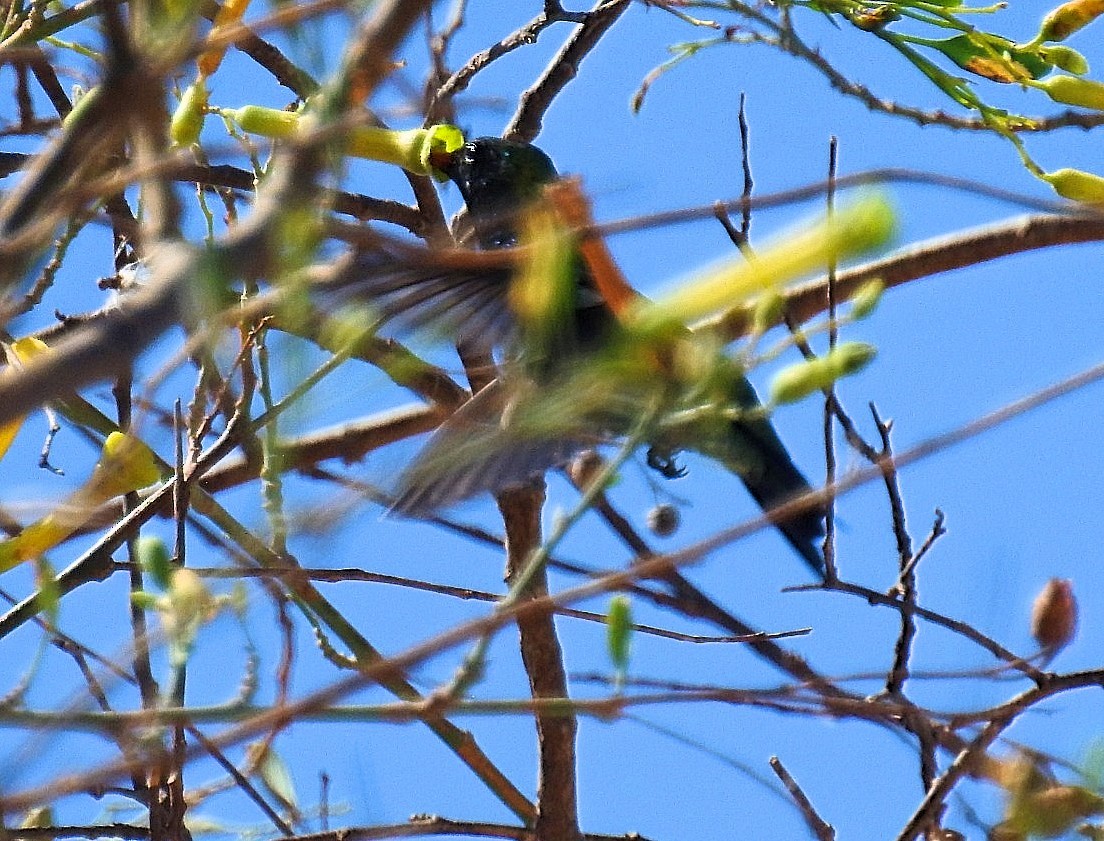 Colibrí de Barbijo - ML623833029