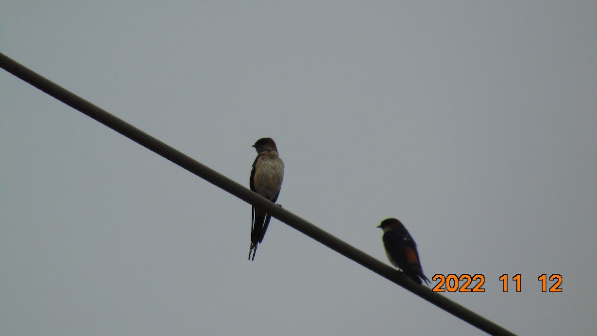 Golondrina Dáurica Oriental (grupo daurica) - ML623833059