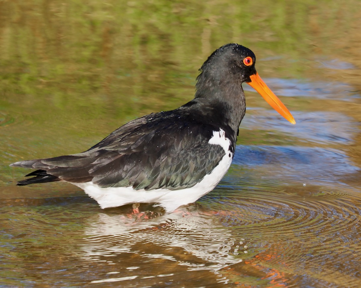 Pied Oystercatcher - ML623833061