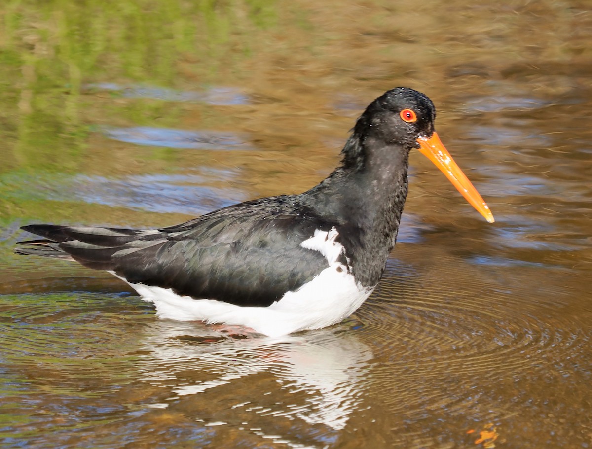 Pied Oystercatcher - ML623833062