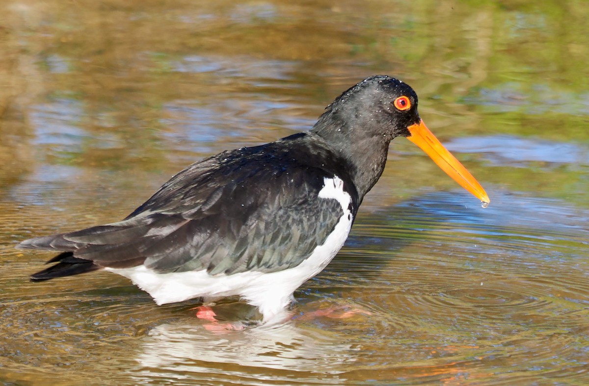 Pied Oystercatcher - ML623833064