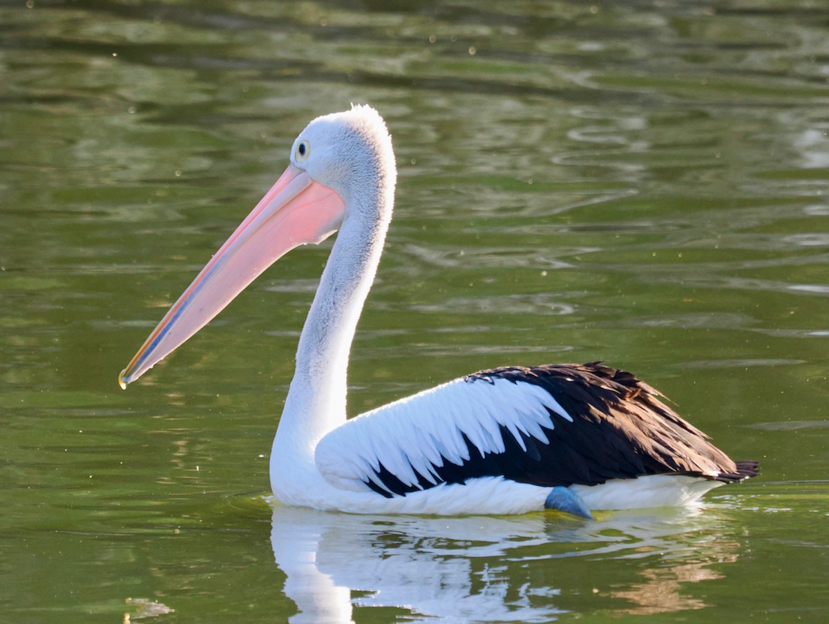 Australian Pelican - Ken Glasson