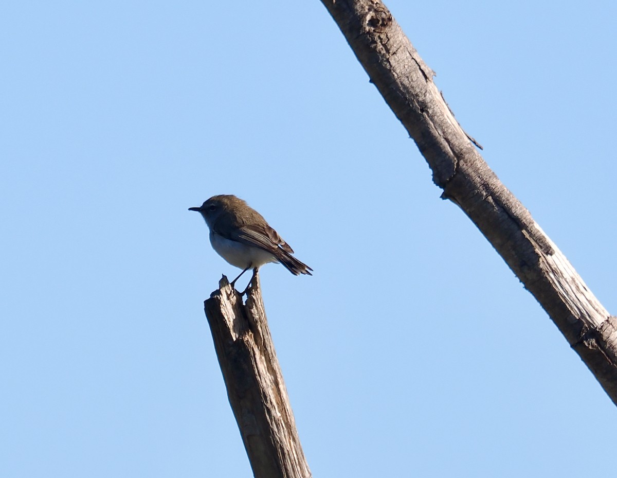 Western Gerygone - Ken Glasson