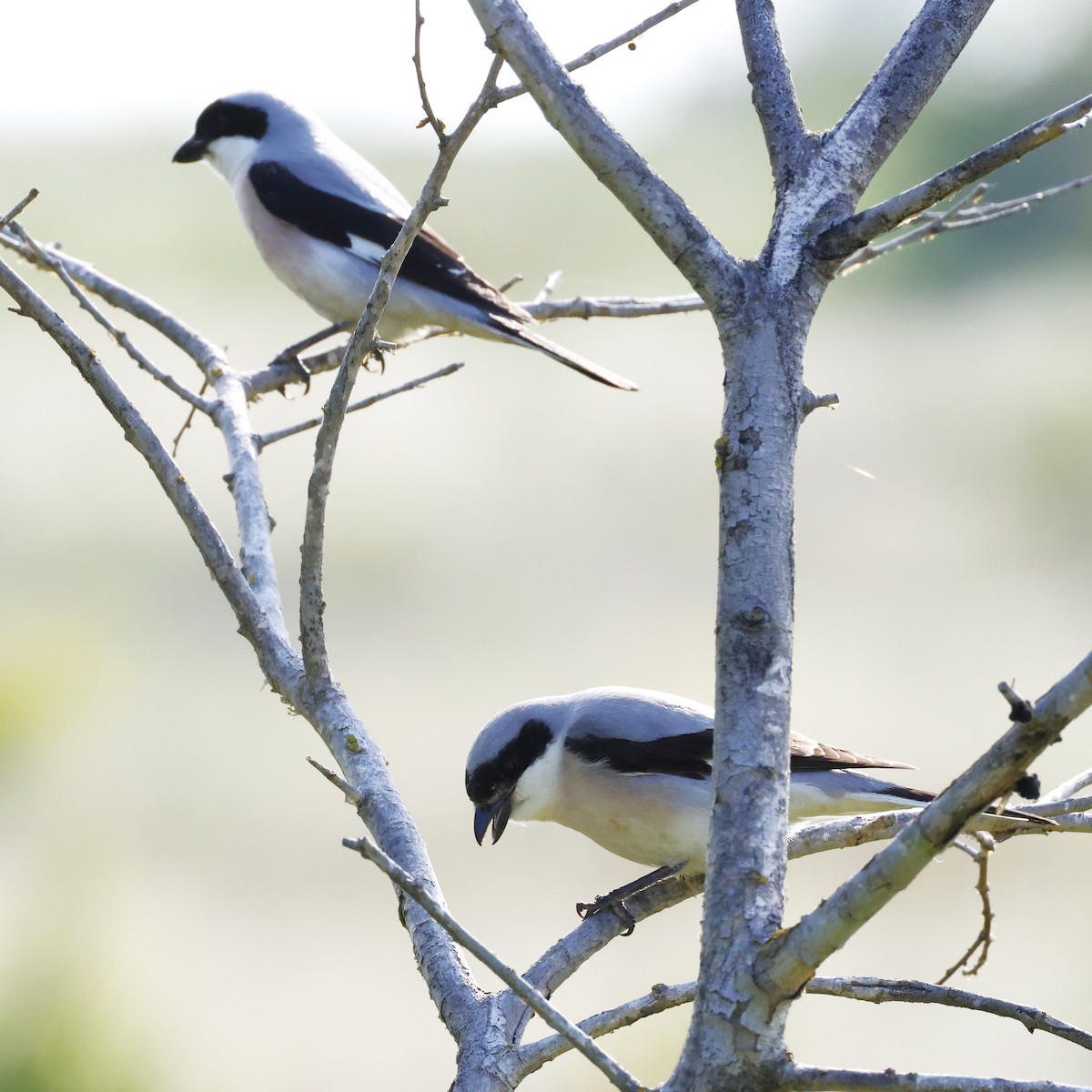 Lesser Gray Shrike - ML623833102