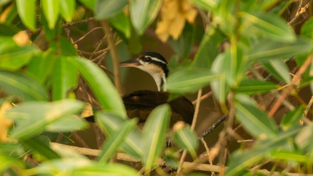 Sungrebe - Priscila Couto