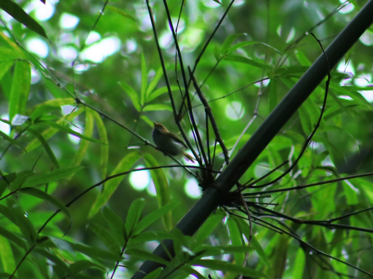 Mosquitero Carirrufo - ML623833130