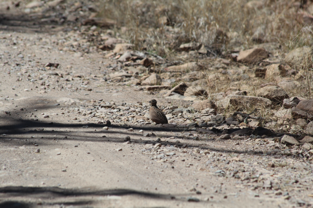 Montezuma Quail - ML623833132