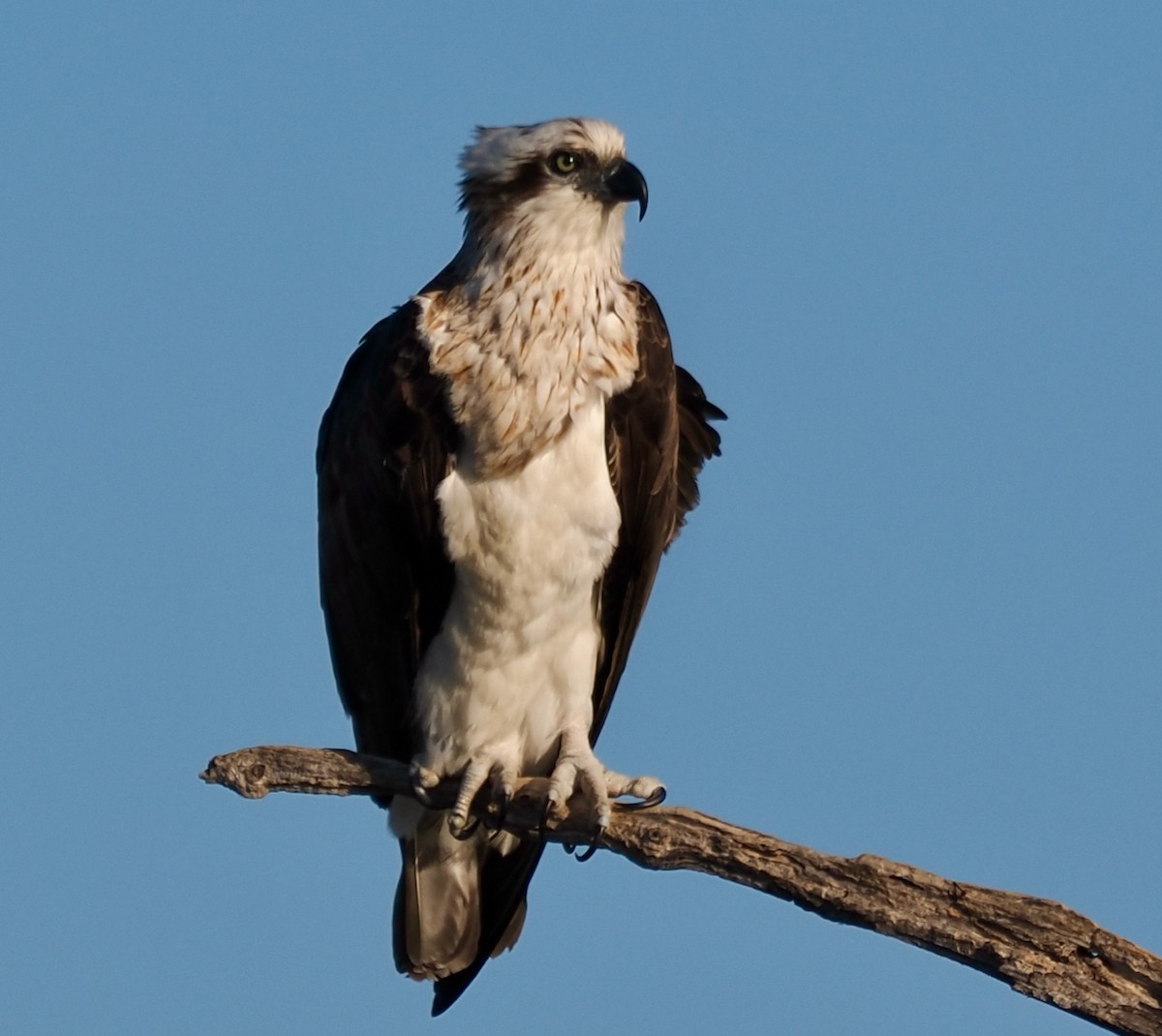 Osprey - Ken Glasson