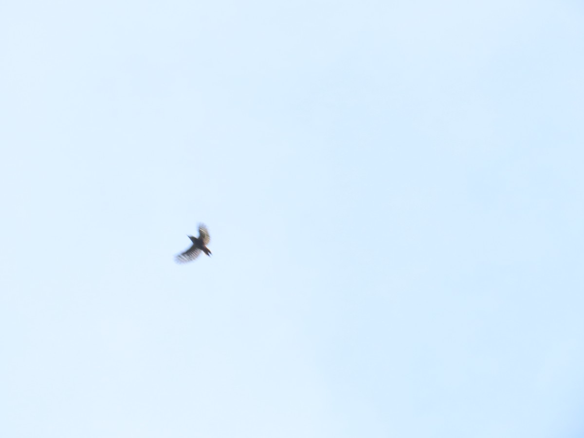 Gray-capped Pygmy Woodpecker - 韋勳 陳