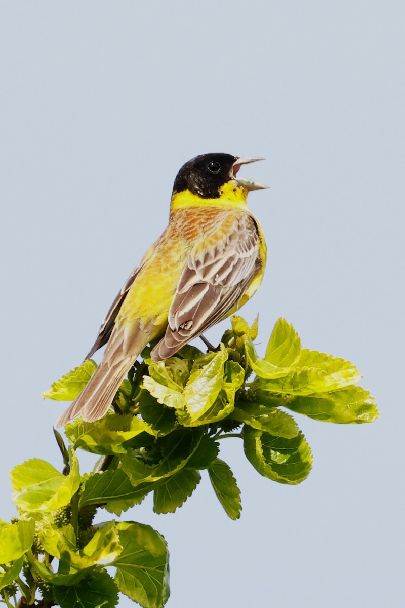 Black-headed Bunting - ML623833220